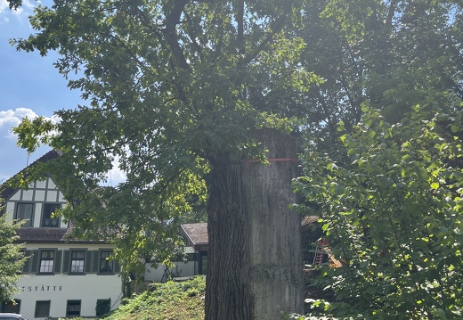 22-07-30 12-56-15 1750